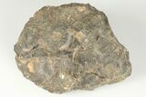 Polished Fossil Coral (Actinocyathus) Head - Morocco #202532-1